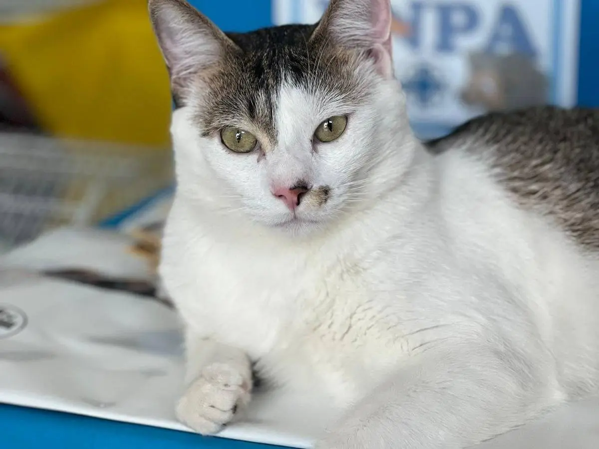 Adozione gatto, maschio, Razza sconosciuta Razza sconosciuta, 2 anni e 11 mesi, taglia non valida, Varese