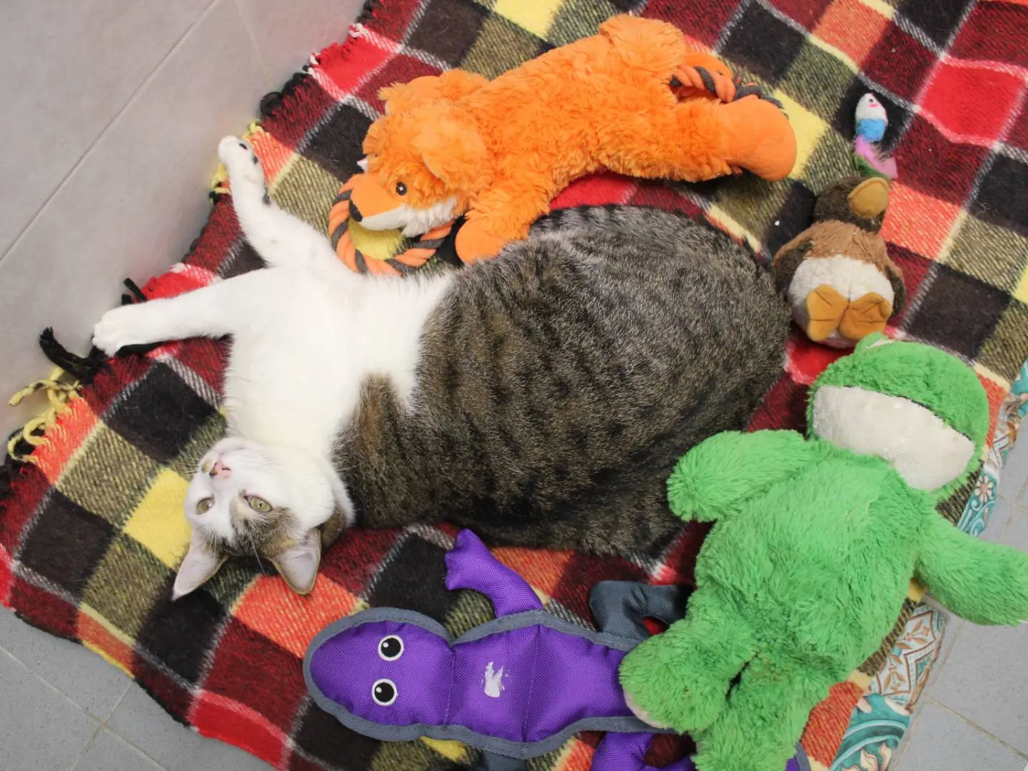 Adotta un gatto, taglia non valida, maschio, Varese