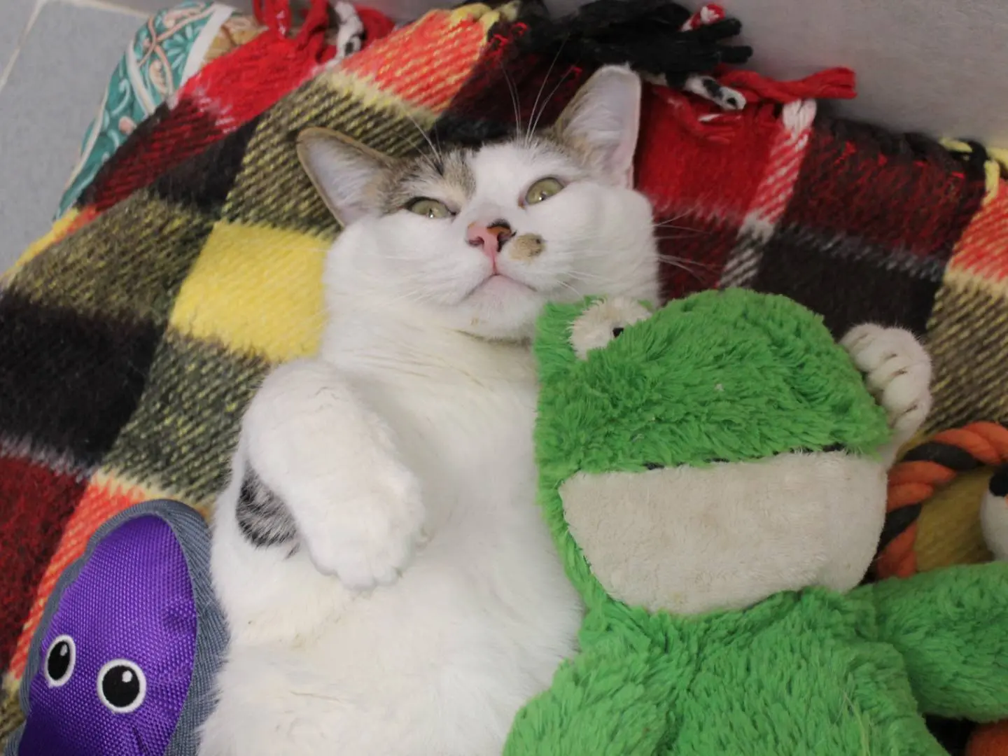 Adotta un gatto, maschio, 2 anni e 11 mesi, Varese