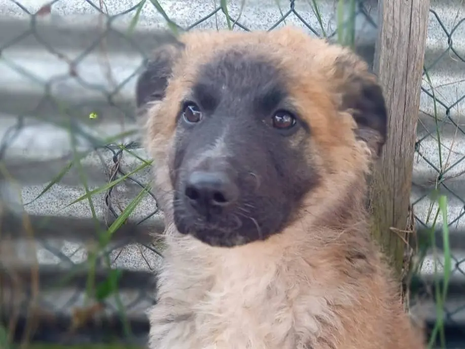 Vuoi adottare un cane a Frosinone?