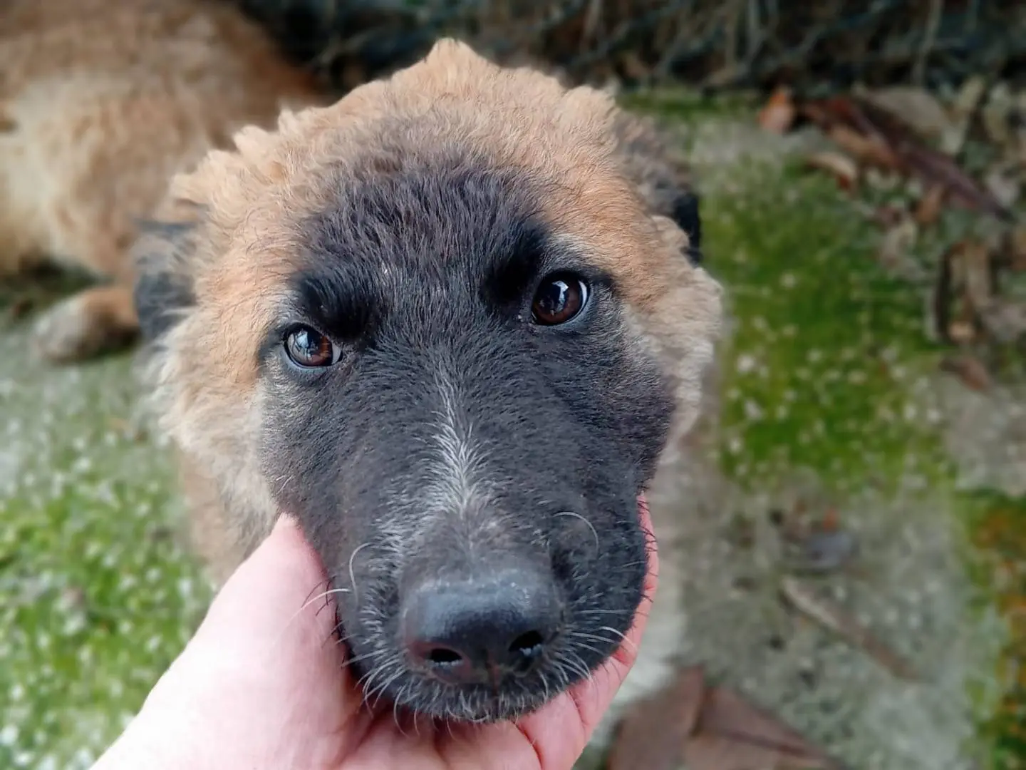 Adozione cane, femmina, Razza sconosciuta Razza sconosciuta, 10 mesi, taglia media, Frosinone