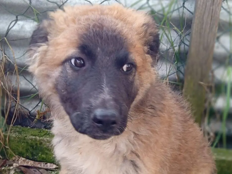 Adotta un cane, femmina, 10 mesi, Frosinone
