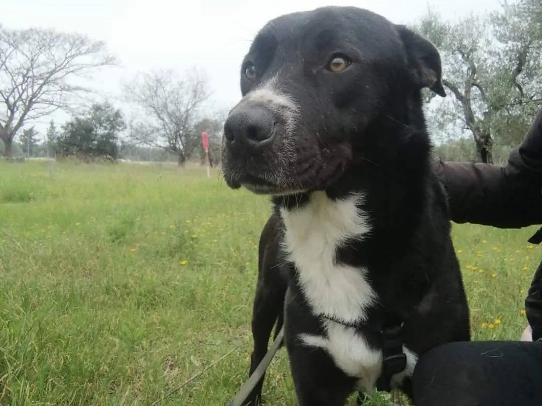 Adozione cane, maschio, meticcio, 5 anni e 4 mesi, taglia media, Barletta