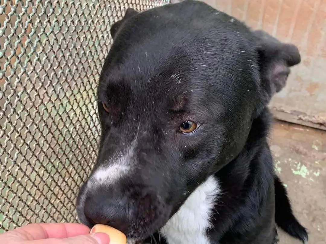 Adotta un cane, maschio, 5 anni e 4 mesi, Barletta