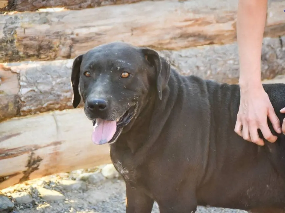 Adotta il cane ARON a Crotone