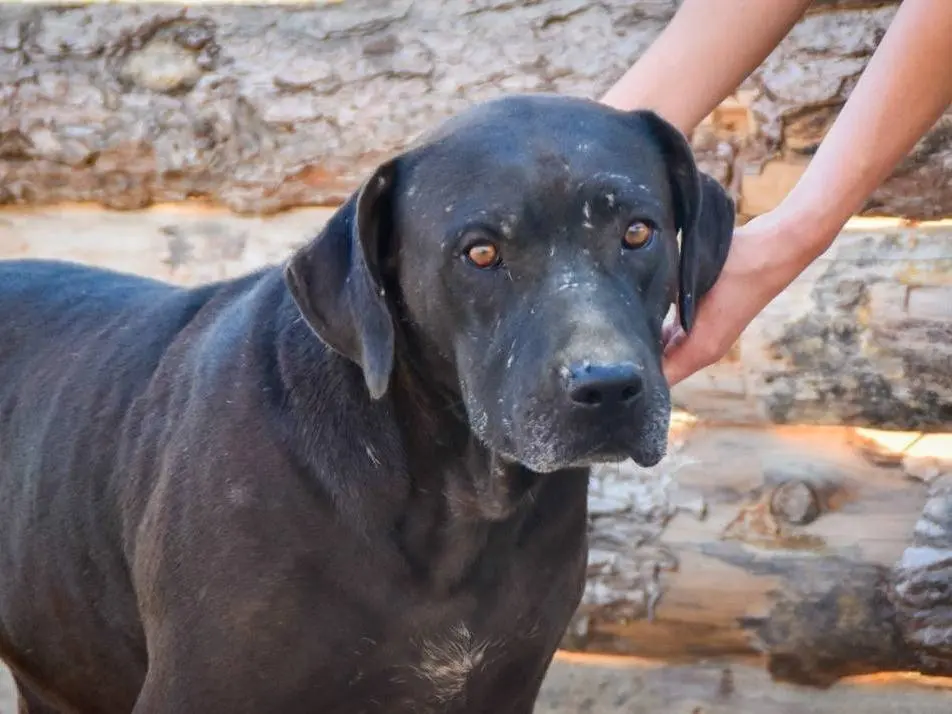 Vuoi adottare un cane a Crotone?