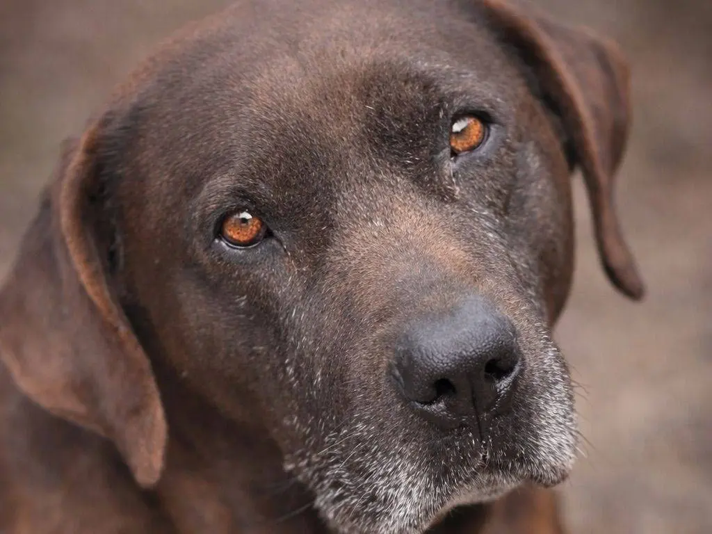 Adozione cane, maschio, Pitbull Razza sconosciuta, 9 anni e 10 mesi, taglia gigante, Crotone