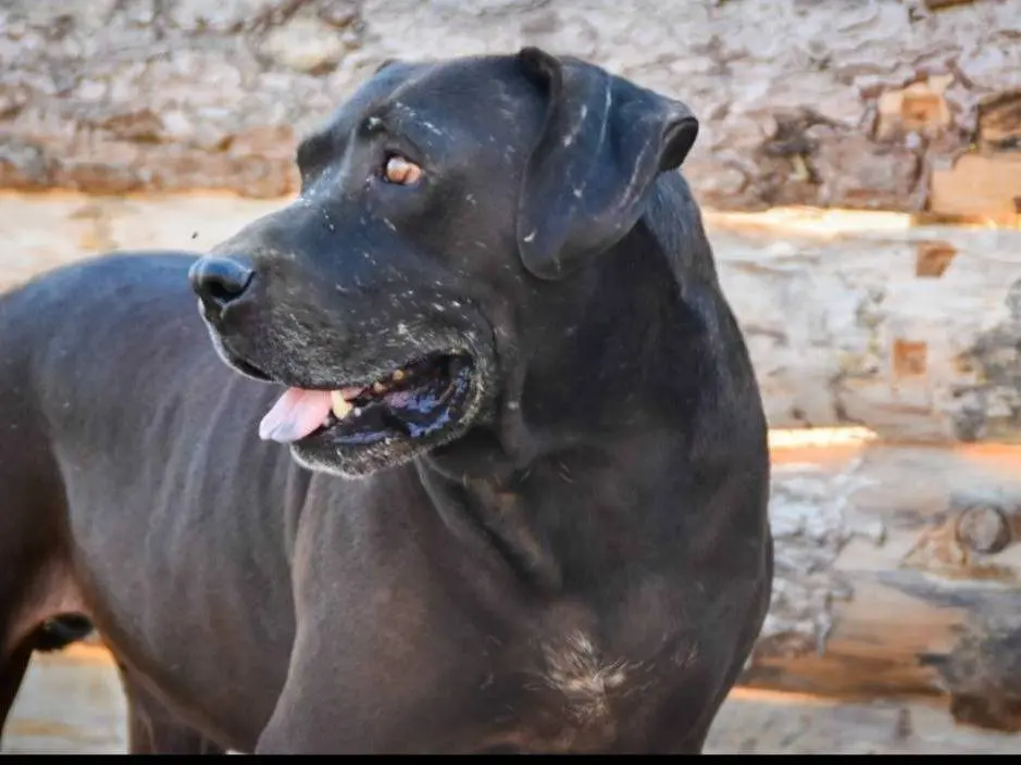 Adotta un cane, taglia gigante, maschio, Crotone