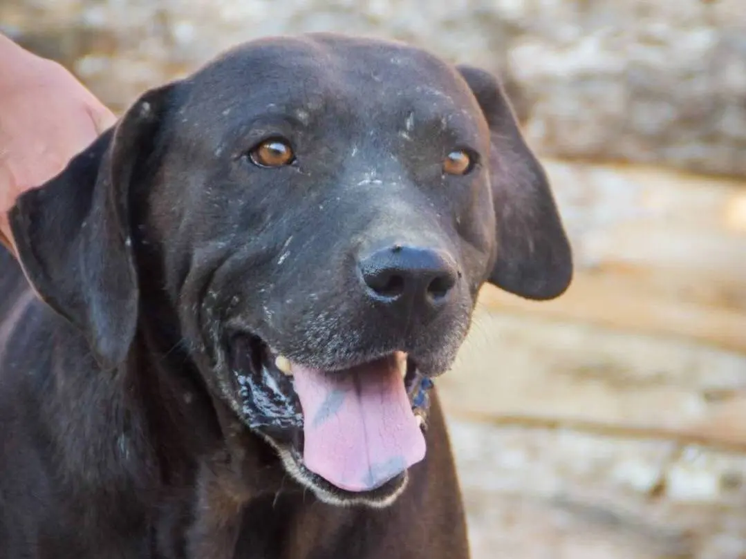 Adotta un cane, maschio, 9 anni e 10 mesi, Crotone
