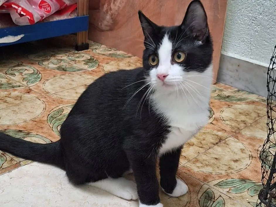 Adotta il gatto TUXY a Milano
