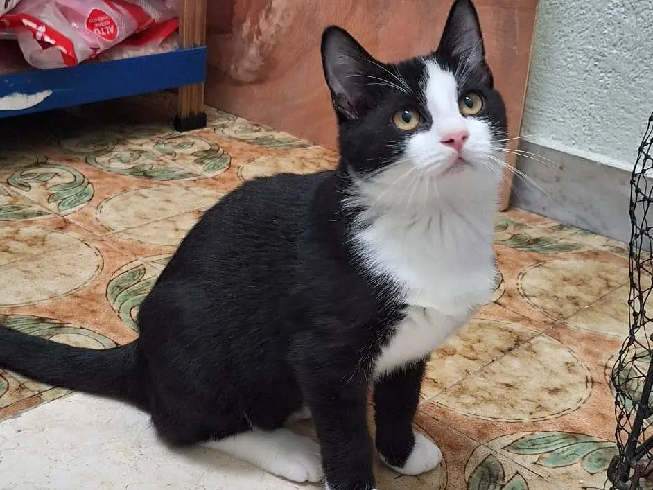 Adotta un gatto, maschio, 3 mesi, Milano