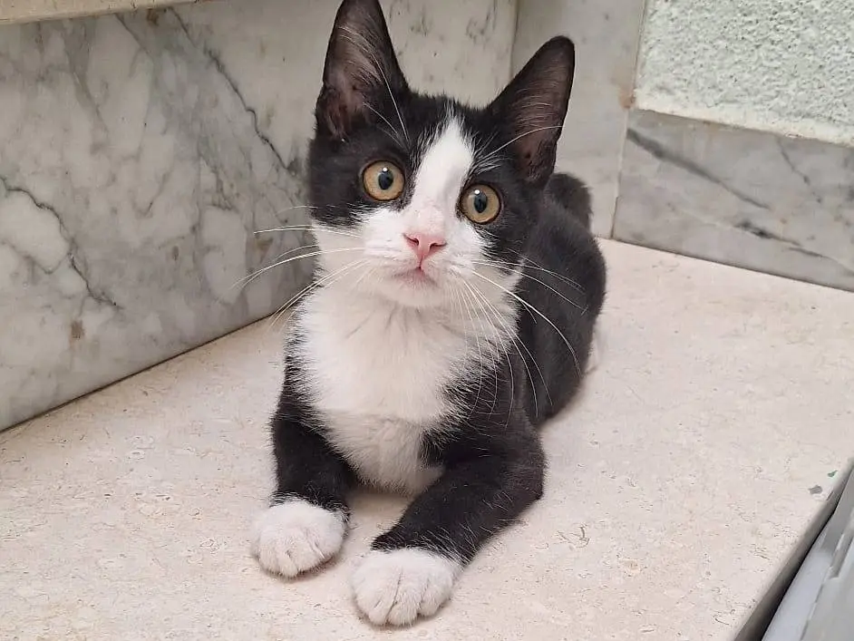Adotta un gatto, taglia non valida, maschio, Milano