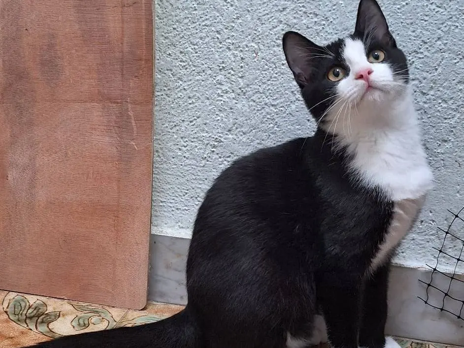 Vuoi adottare un gatto a Milano?