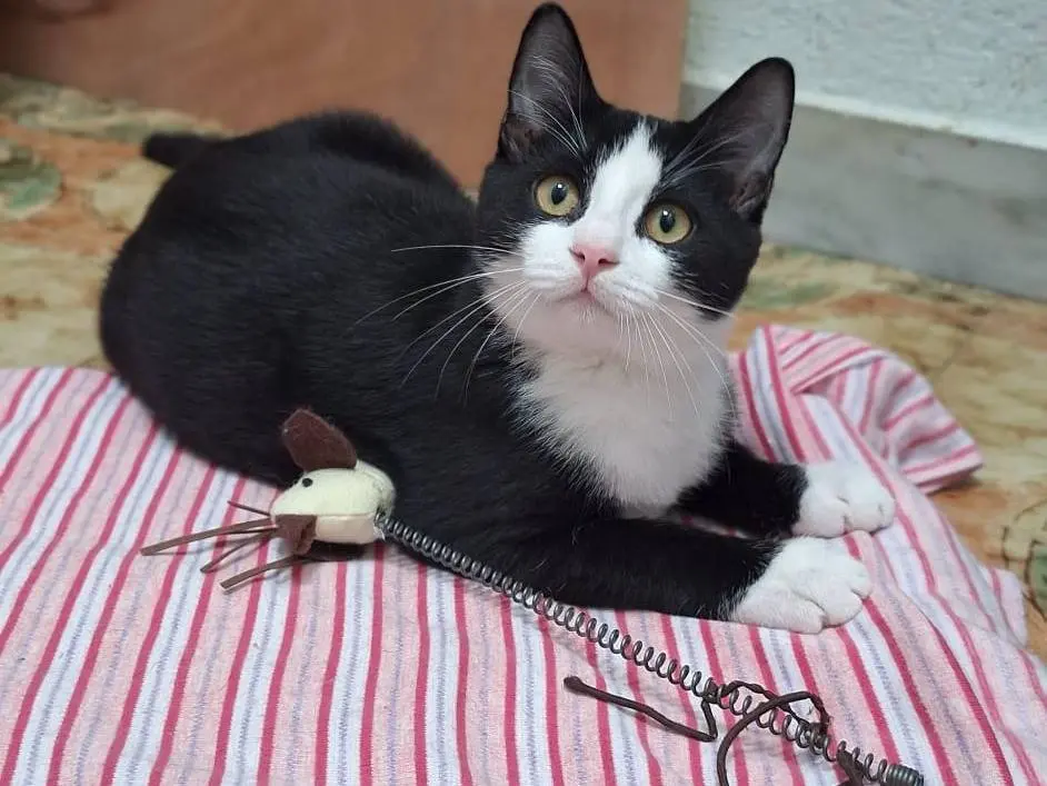 Adozione gatto, maschio, Razza sconosciuta Razza sconosciuta, 3 mesi, taglia non valida, Milano