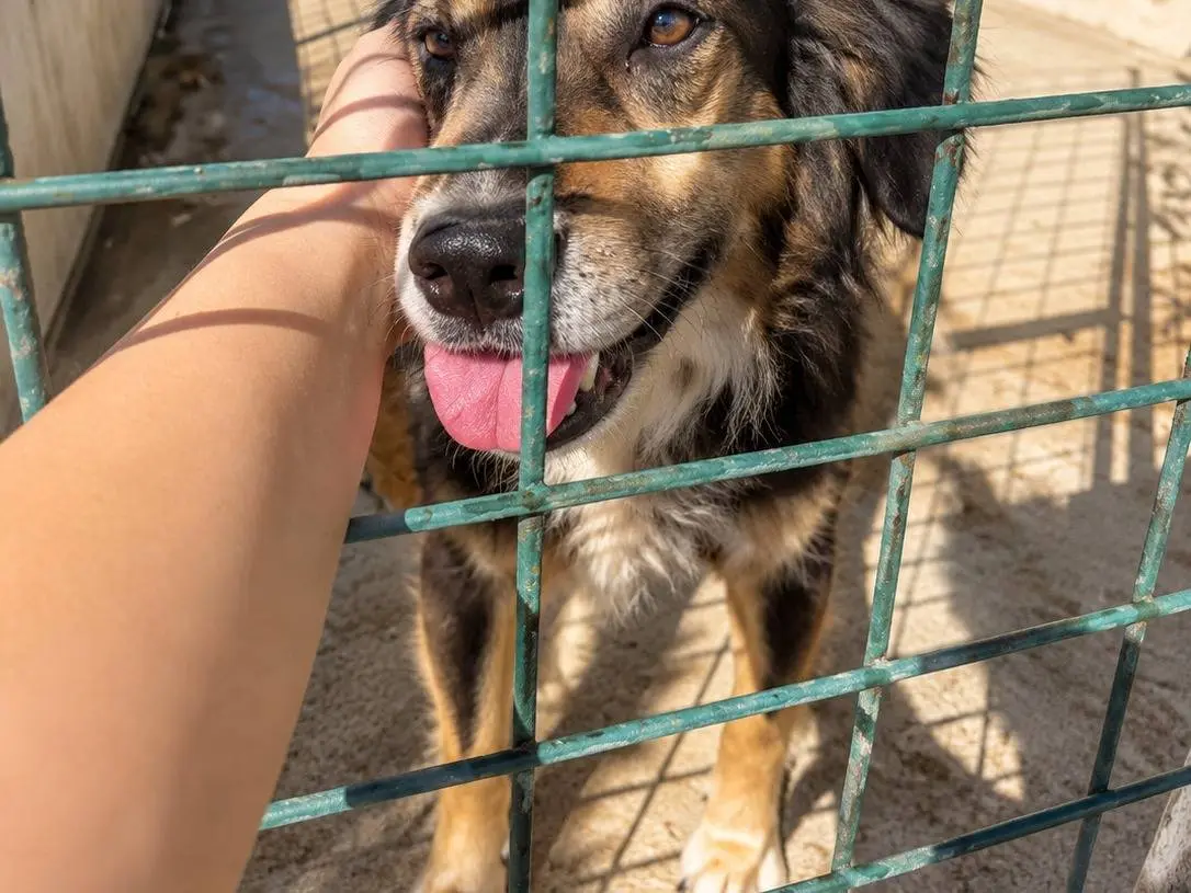 Vuoi adottare un cane a Avellino?