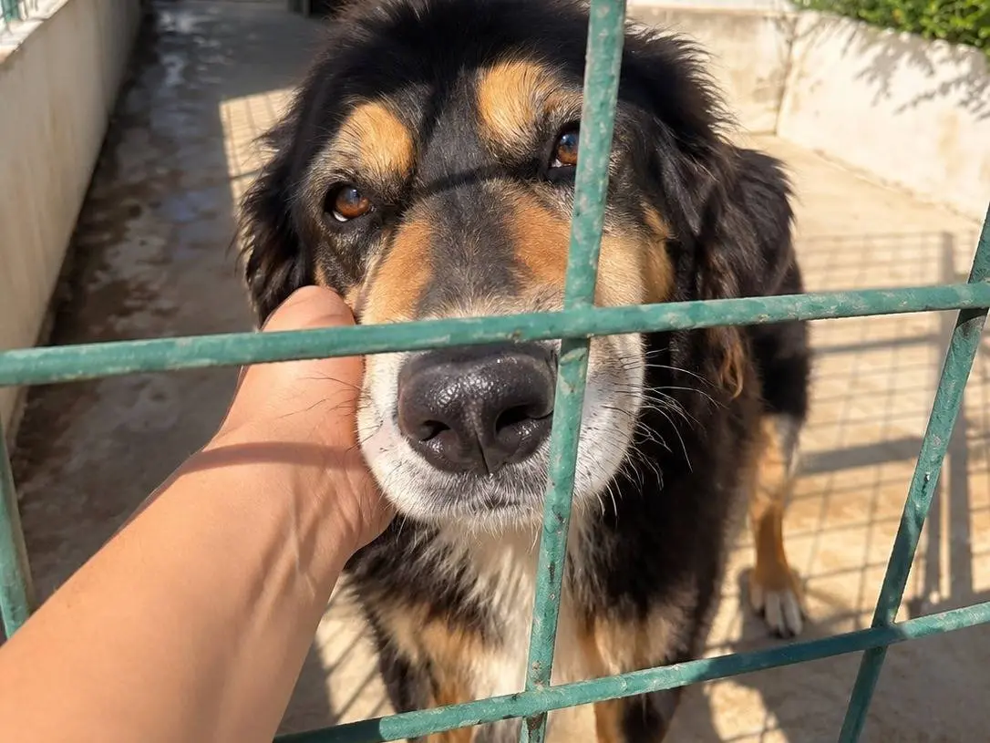 Adozione cane, maschio, Razza sconosciuta Razza sconosciuta, 9 anni, taglia media, Avellino