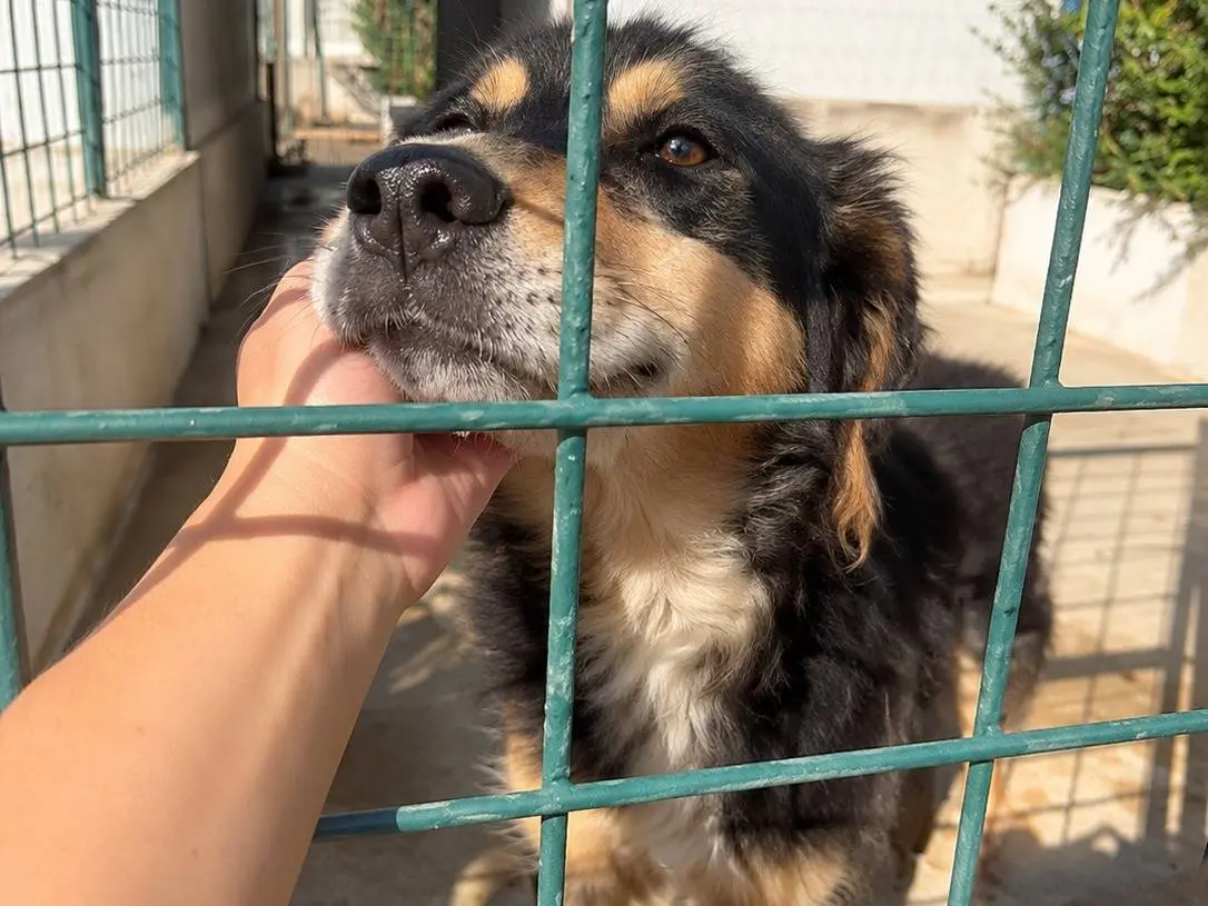 Adotta un cane, taglia media, maschio, Avellino