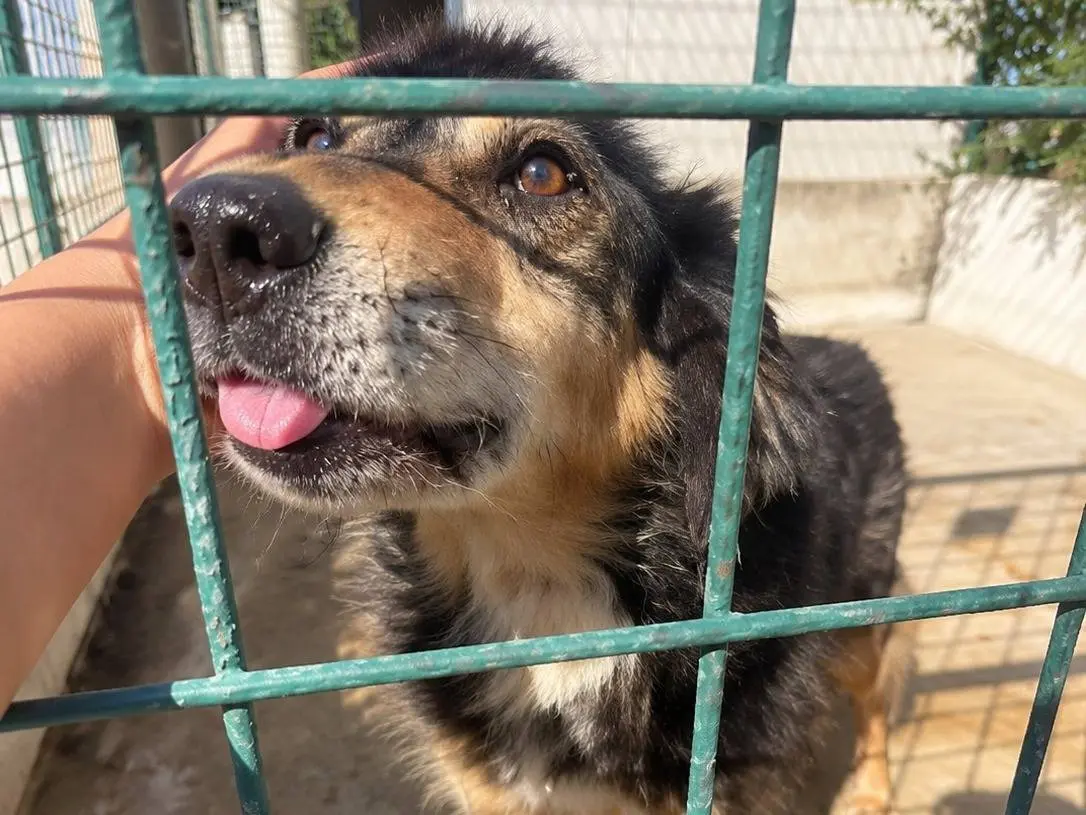 Adotta un cane, maschio, 9 anni, Avellino