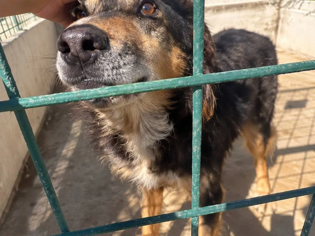 Adotta il cane Romolo a Avellino
