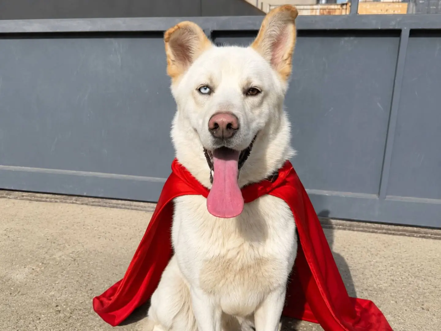 Adozione cane, maschio, Siberian Husky Razza sconosciuta, 3 anni e 2 mesi, taglia media, Napoli