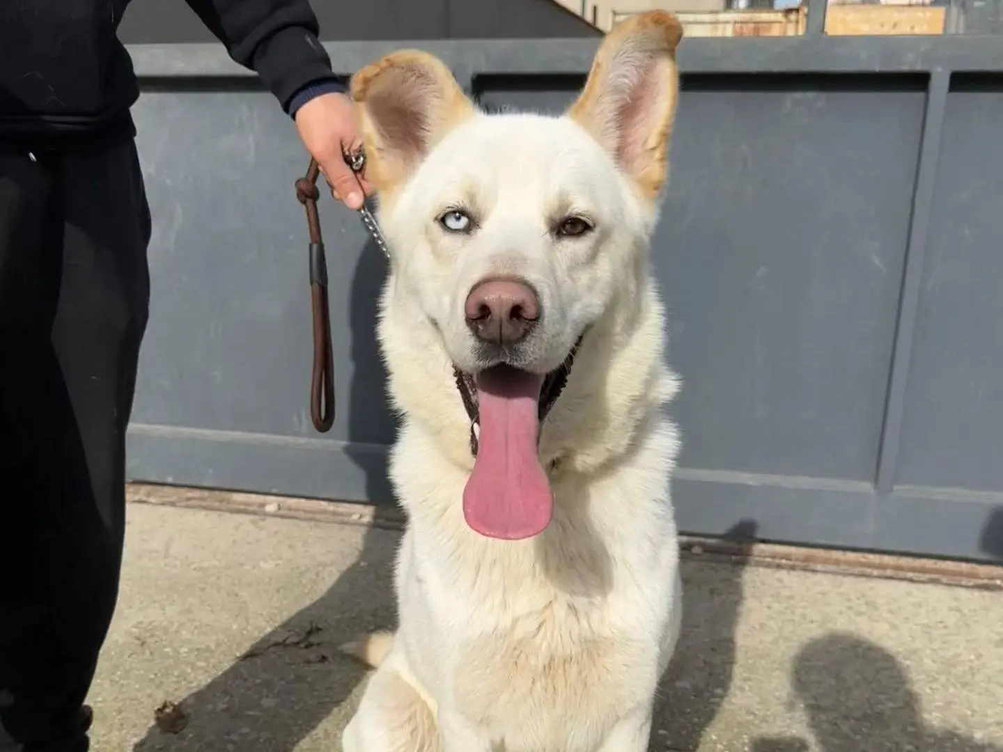 Adotta un cane, maschio, 3 anni e 2 mesi, Napoli