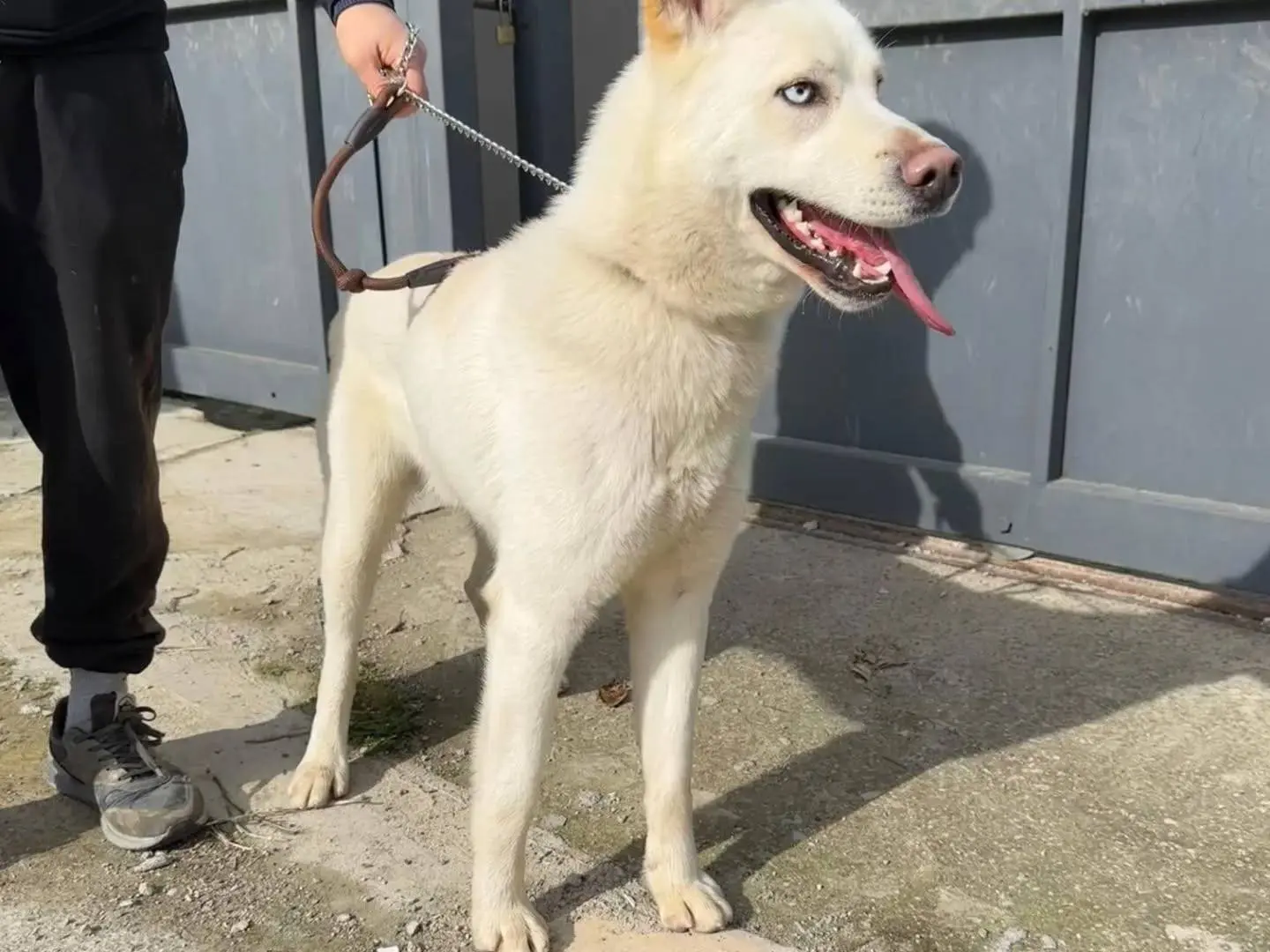 Adotta il cane Aron a Napoli