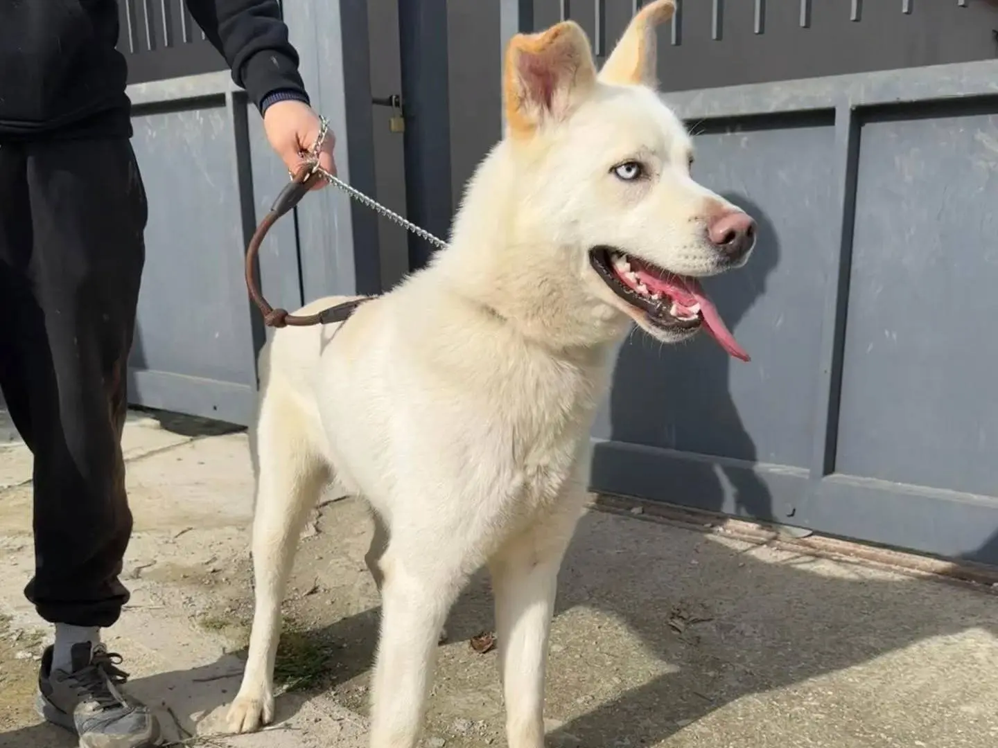 Adotta un cane, taglia media, maschio, Napoli