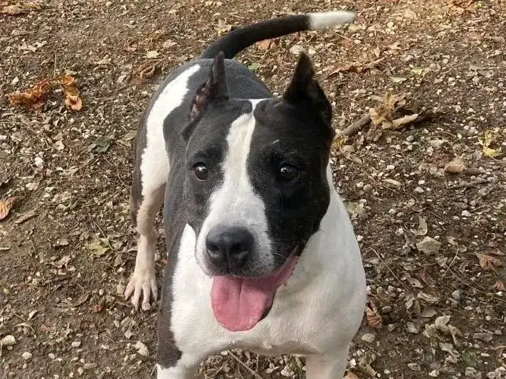 Adozione cane, femmina, Amstaff Razza sconosciuta, 10 anni e 2 mesi, taglia media, Cremona