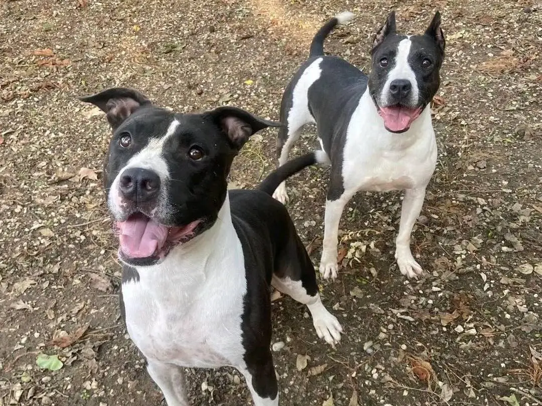 Adotta un cane, taglia media, femmina, Cremona
