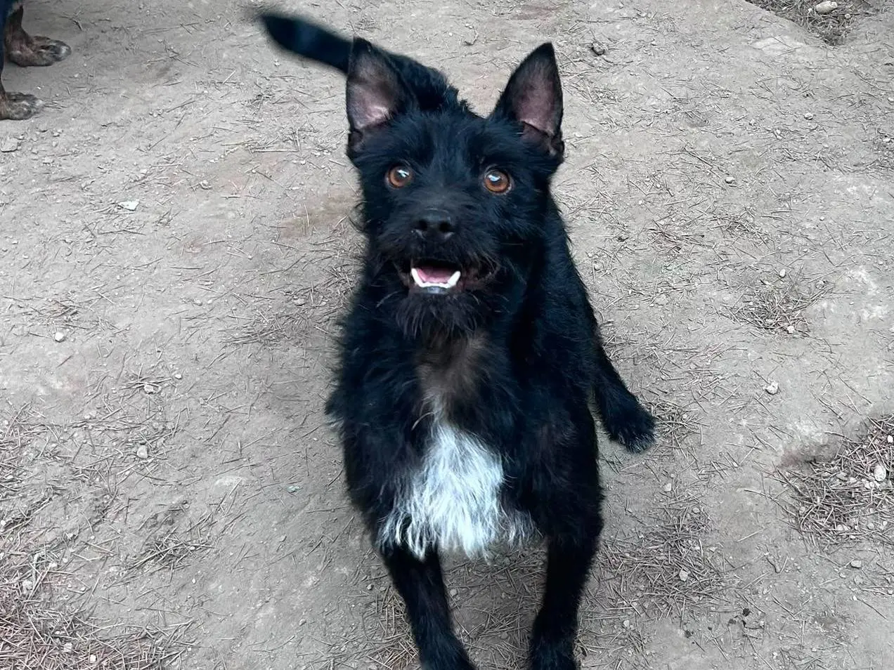 Adotta un cane, maschio, 2 anni e 4 mesi, Caserta