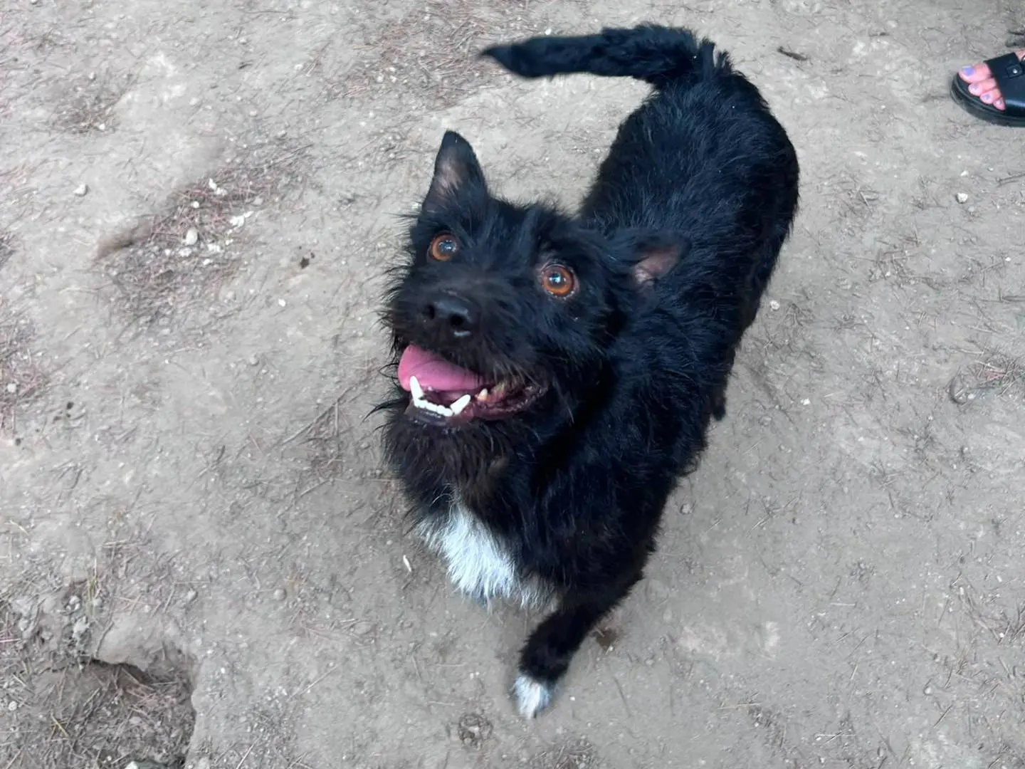 Adozione cane, maschio, Razza sconosciuta Razza sconosciuta, 2 anni e 4 mesi, taglia piccola, Caserta