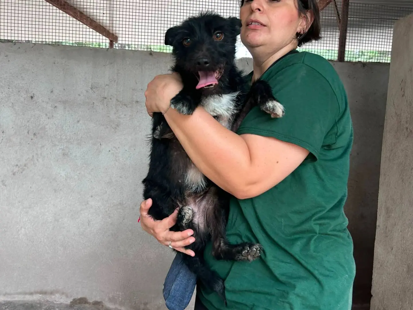 Adotta il cane TAZ a Caserta