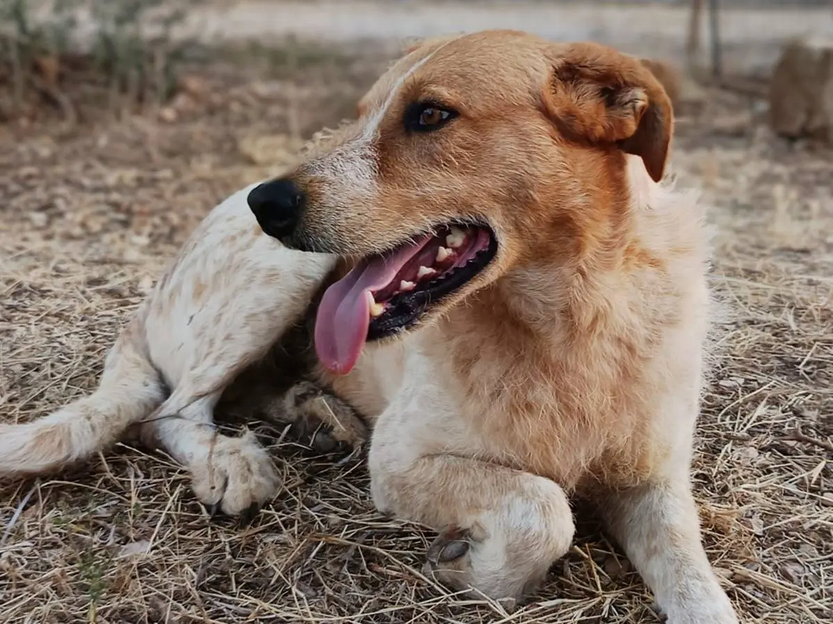 Adotta il cane Kiss a Bologna