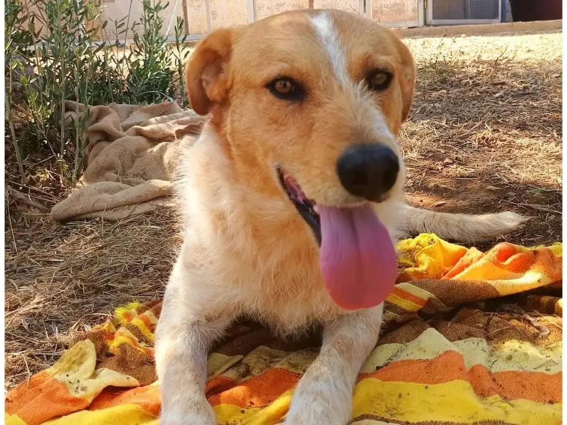 Adotta un cane, maschio, 5 anni e 2 mesi, Bologna