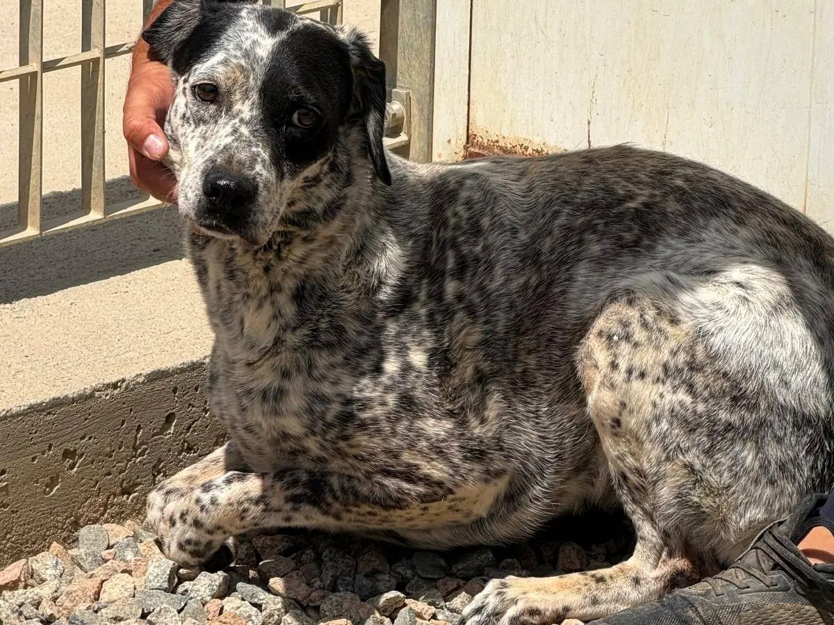 Adozione cane, femmina, Razza sconosciuta Razza sconosciuta, 6 anni e 9 mesi, taglia media, Sassari