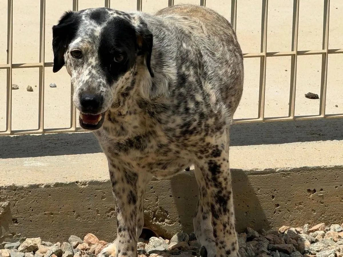 Adotta un cane, femmina, 6 anni e 9 mesi, Sassari