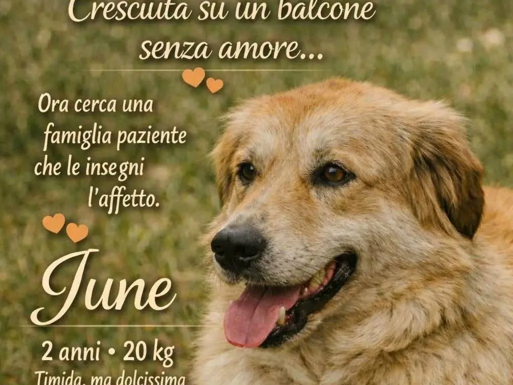 Foto 2 dell'animale