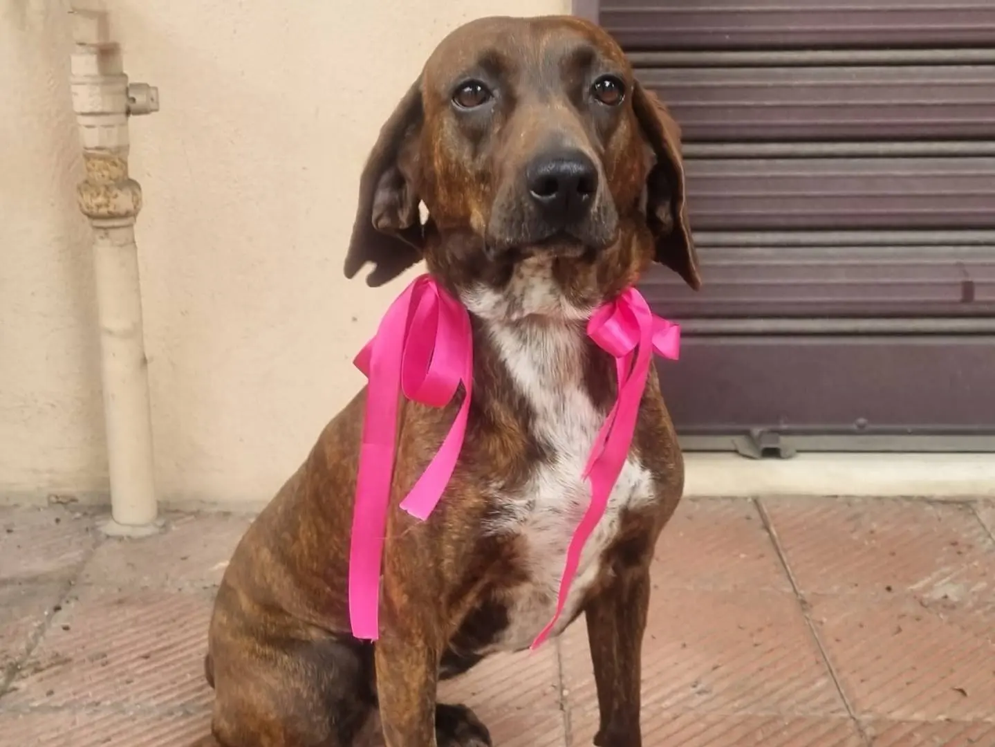 Vuoi adottare un cane a Taranto?