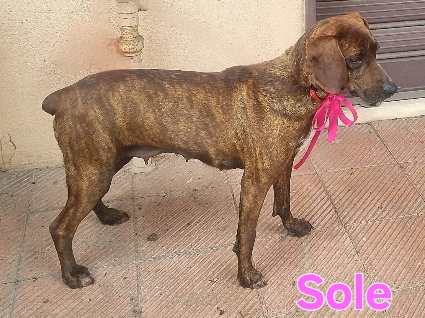 Foto 3 dell'animale
