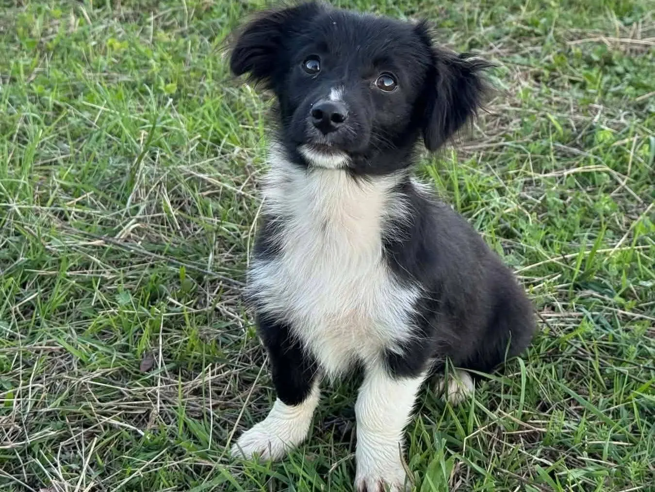 Adotta un cane, femmina, 2 mesi, Firenze