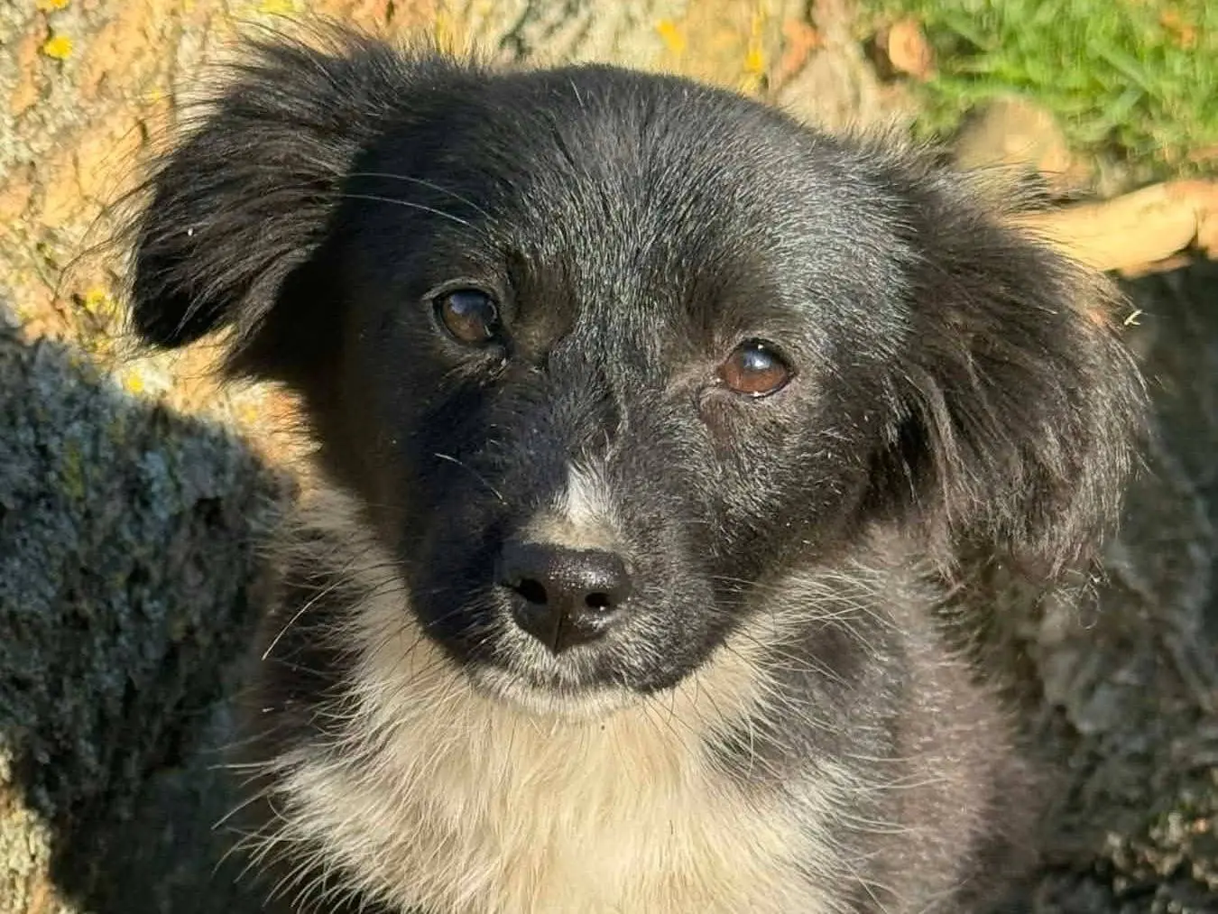 Adotta un cane, taglia piccola, femmina, Firenze