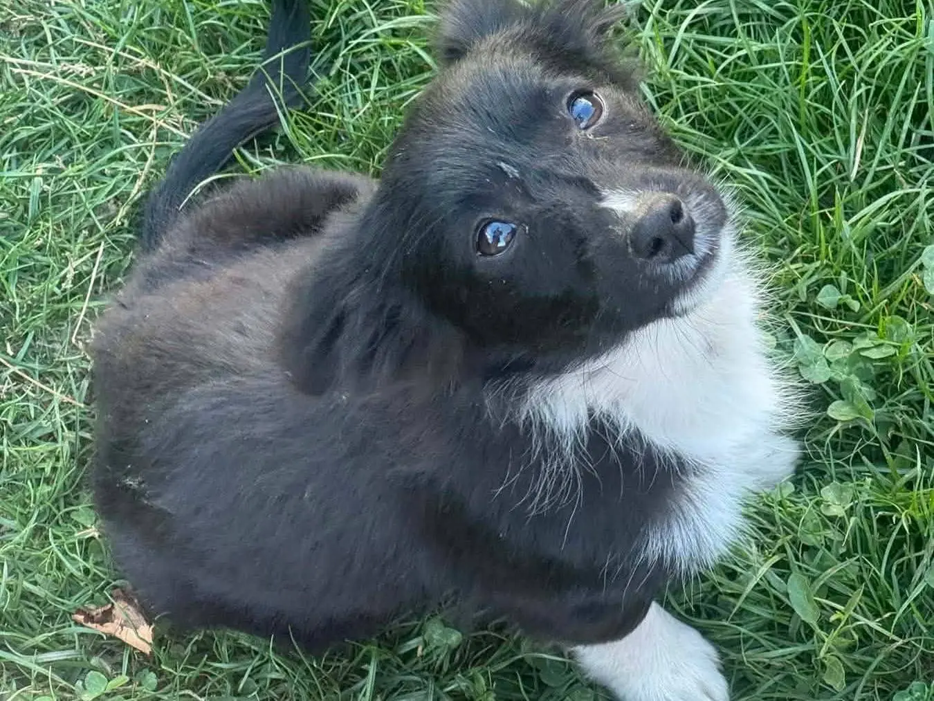 Vuoi adottare un cane a Firenze?