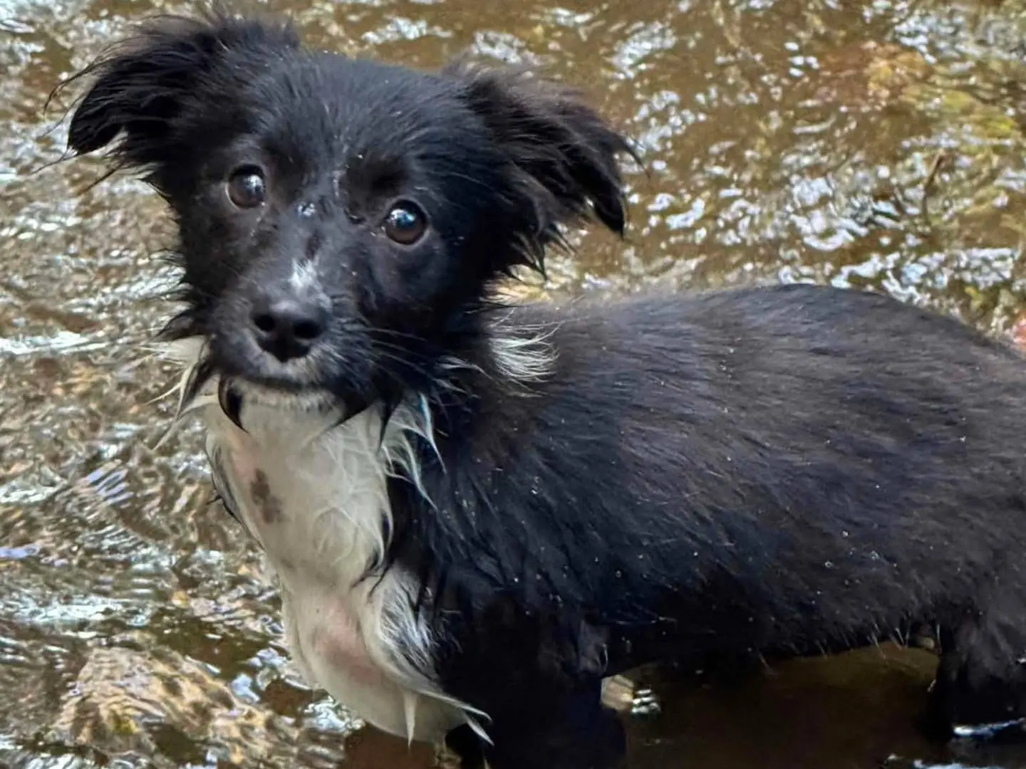 Adotta il cane AMAYA a Firenze