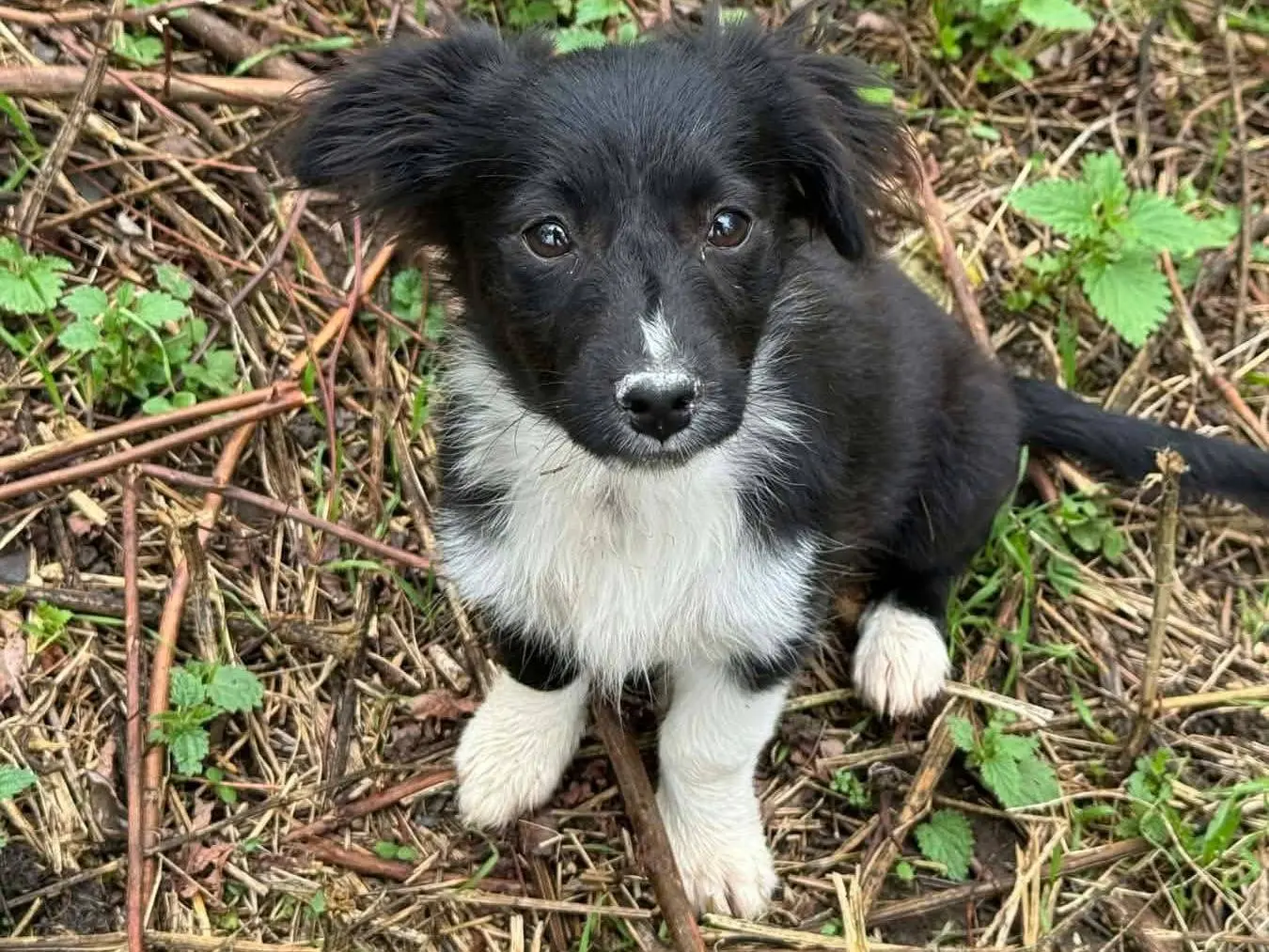 Adozione cane, femmina, Razza sconosciuta Razza sconosciuta, 2 mesi, taglia piccola, Firenze