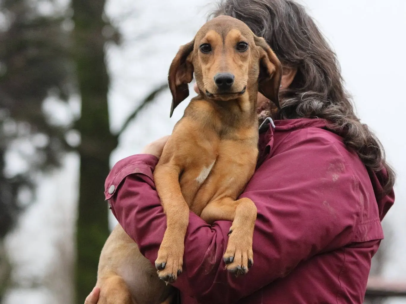 Adozione cane, femmina, Segugio Razza sconosciuta, 1 anno e 4 mesi, taglia media contenuta, Milano