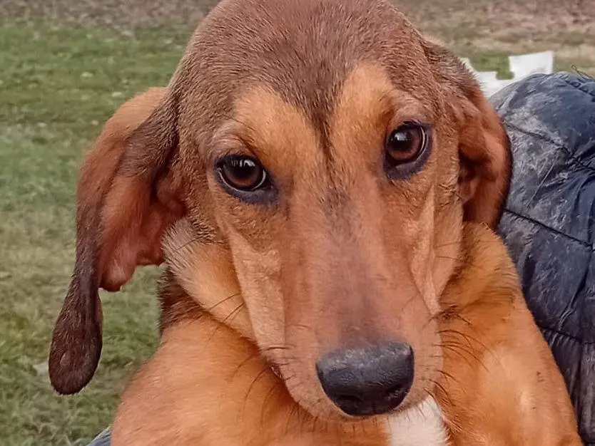 Adotta un cane, femmina, 1 anno e 4 mesi, Milano