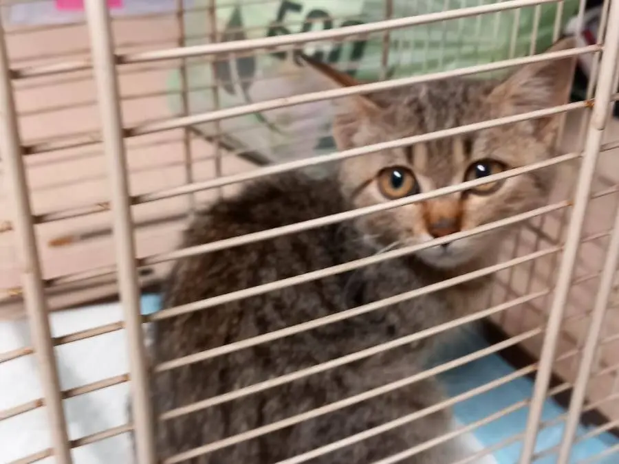 Adozione gatto, femmina, Razza sconosciuta Razza sconosciuta, 2 mesi, taglia non valida, Ravenna