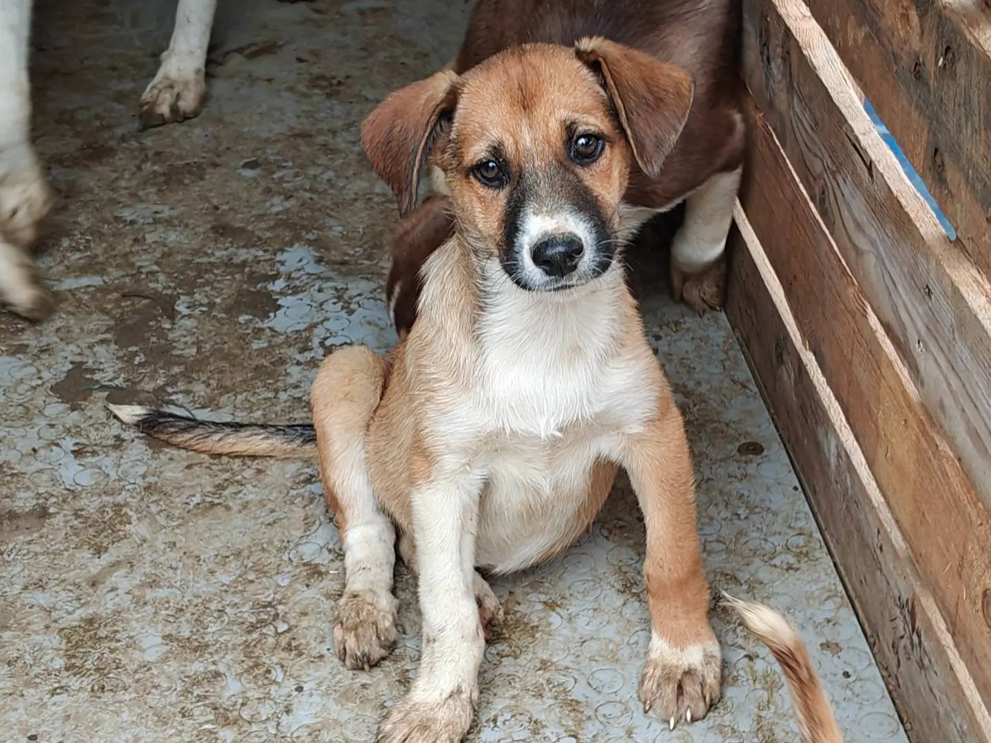 Adotta un cane, femmina, 3 mesi, Trapani