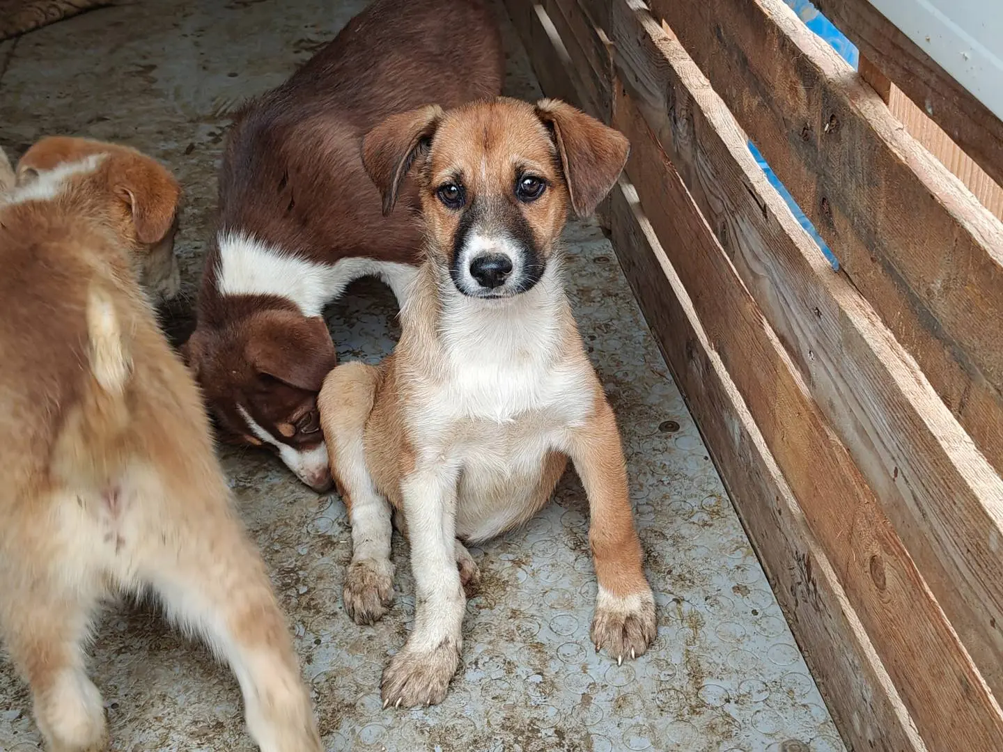 Adozione cane, femmina, Razza sconosciuta Razza sconosciuta, 3 mesi, taglia media, Trapani