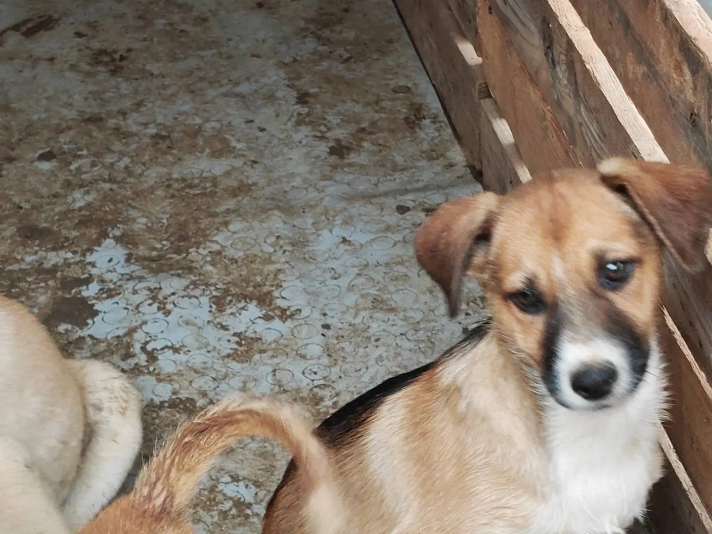 Adotta un cane, taglia media, femmina, Trapani